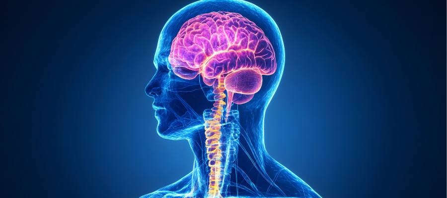 Autonomic Nervous System Scans Near Me in Lilburn, Norcross, Sandy Springs, Stone Mountain, Duluth, Clarkston, and Suwanee GA Autonomic Nervous System Scans Near Me in Lilburn, Norcross, Sandy Springs, Stone Mountain, Duluth, Clarkston, and Suwanee GA