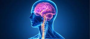 Autonomic Nervous System Scans Near Me in Lilburn, Norcross, Sandy Springs, Stone Mountain, Duluth, Clarkston, and Suwanee GA Autonomic Nervous System Scans Near Me in Lilburn, Norcross, Sandy Springs, Stone Mountain, Duluth, Clarkston, and Suwanee GA